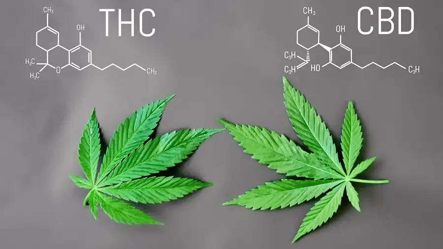 เปรียบเทียบโครงสร้างโมเลกุลของ THC และ CBD จากกัญชา